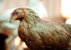 Brown chicken