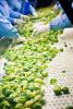 Brussels sprouts on conveyer