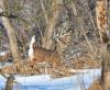 Buck in snow