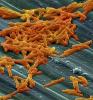 Clostridium difficile