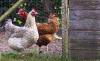 Caged chickens