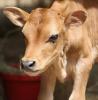 Young calf