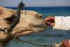 Camel and handler