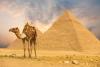 Camel at pyramids