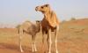Camel with calf