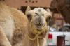 Camel close-up