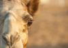 Camel closeup