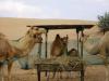 Camel farm