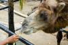 Camel feeding