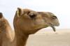 Camel head