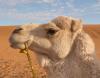Camel head