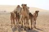 Camel herd