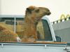 Camel in truck