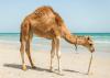 Camel on beach