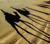 Camel shadows
