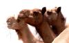 Three camel heads