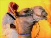 Camel with rider