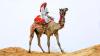 Camel with rider