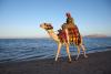 Camel with rider
