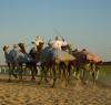 camel racing