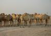 Camels