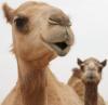 Camels