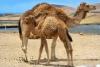 Mother and baby camel