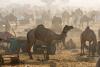 Camels in crowded market