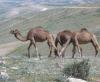Camels in Negev Desert