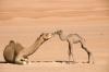 Mother and baby camel