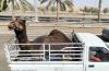 Camel truck