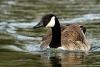 Canada goose