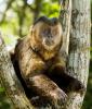 Capuchin monkey