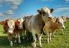 Cattle herd