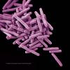 Mycobacterium tuberculosis