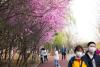 Cherry trees and people wearing masks in Beijing