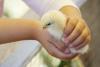 Salmonella outbreak has been linked to a New Mexico hatchery