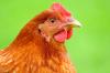 Live Poultry