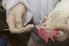Oropharyngeal swab in chicken