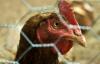 Close-up of a chicken in a pen