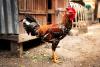 Rooster at live-bird market