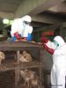 Chicken culling