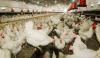 Chicken farm