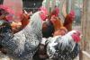 Farm chickens