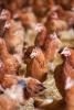 Chicken farm