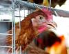 Caged chicken