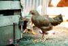 Chicken in market