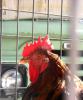 Chicken in truck cage
