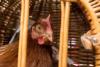 Chicken in wicker cage