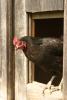 Chicken in window